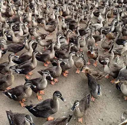 Bán Vịt Trời Thịt ở TP.HCM