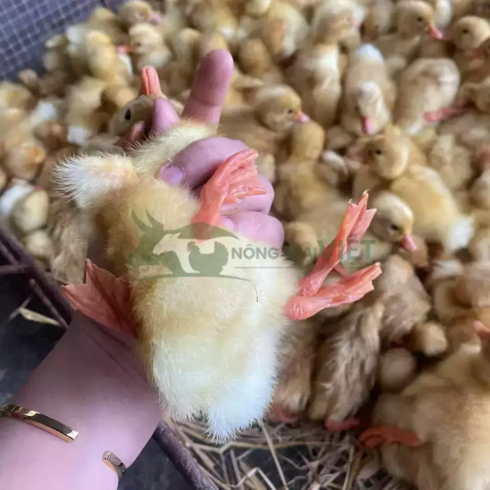 Vịt siêu thịt (Vịt bơ)