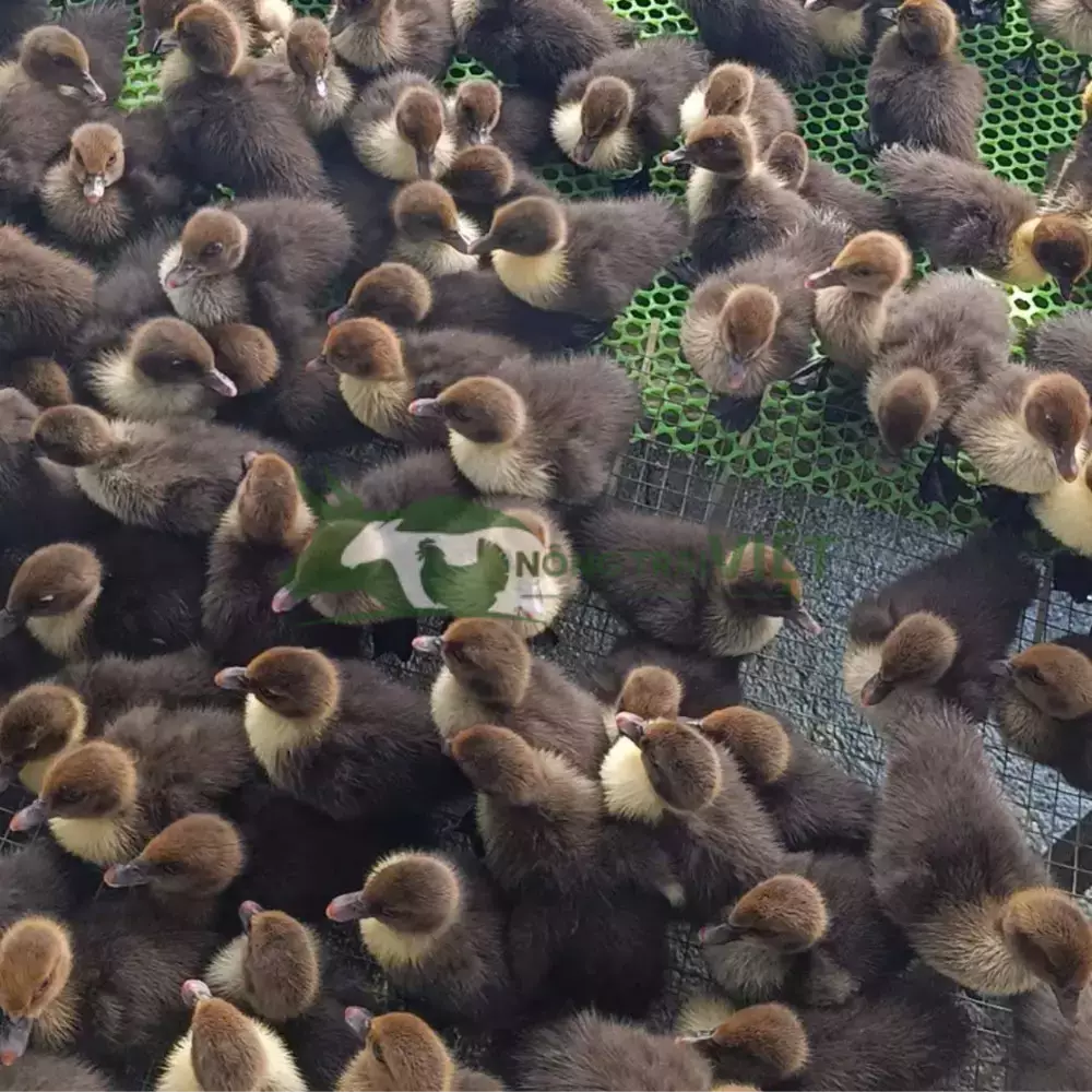 Vịt xiêm lai Pháp