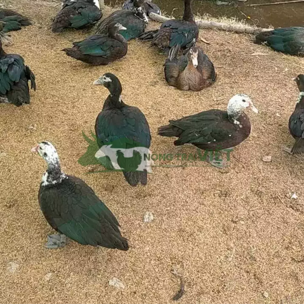 Vịt xiêm lai Pháp