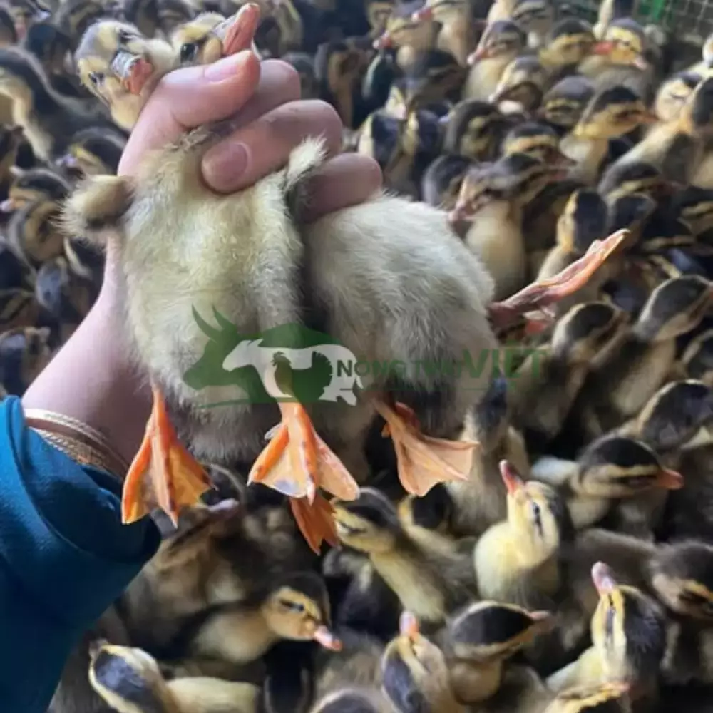 Vịt bầu đen (hòa lan)