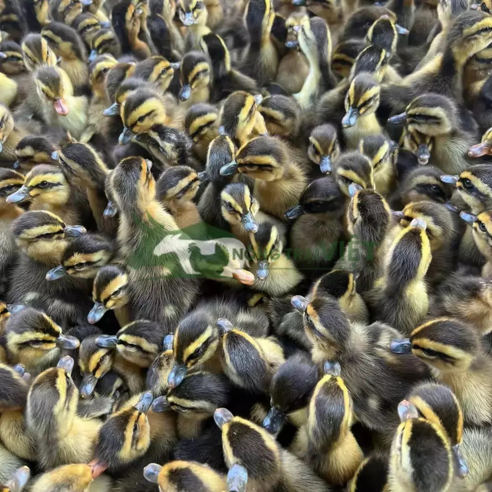 Vịt bầu đen (hòa lan)