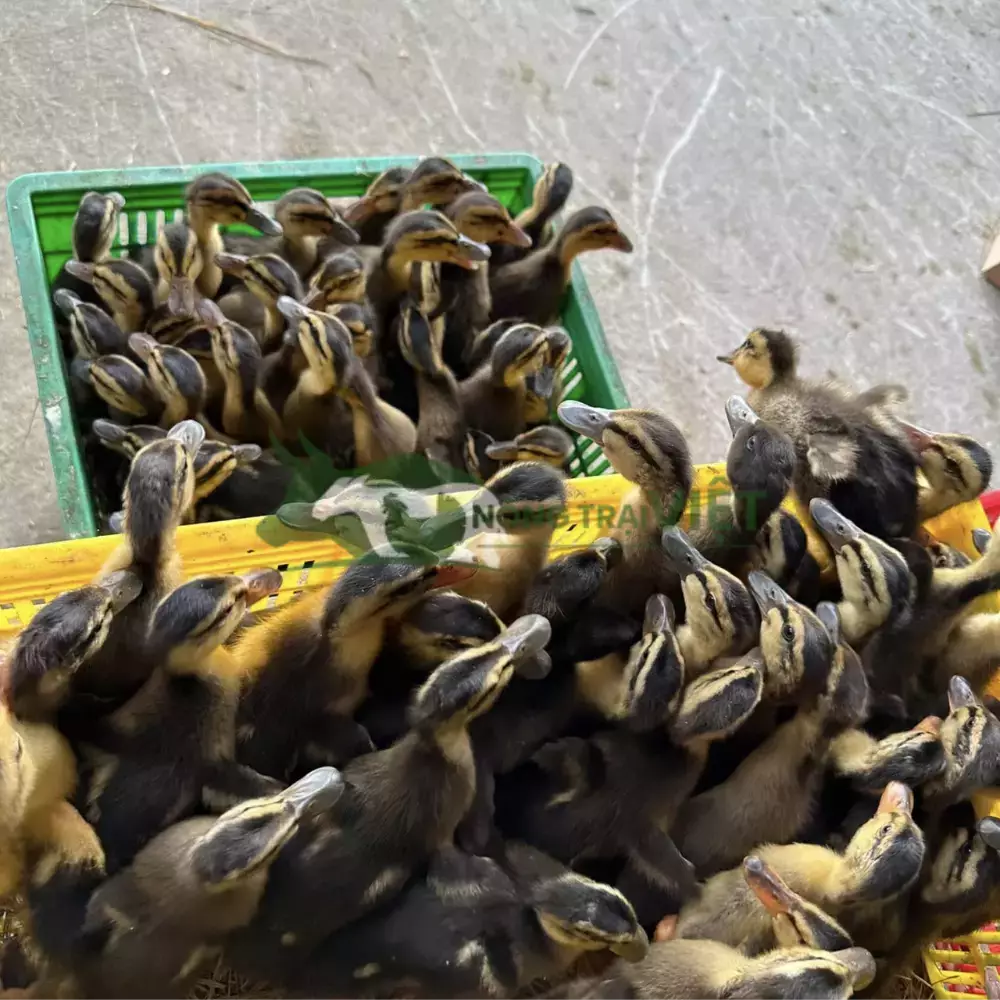 Vịt bầu đen (hòa lan)