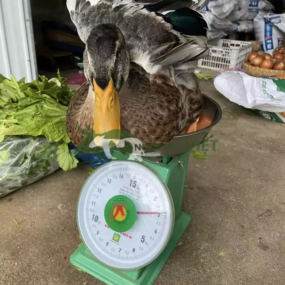 Vịt bầu đen (hòa lan)