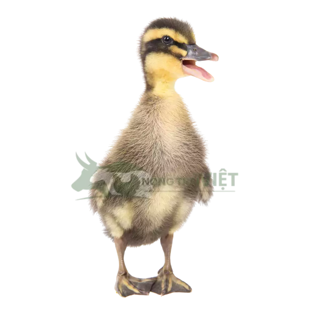 Vịt bầu đen (hòa lan)