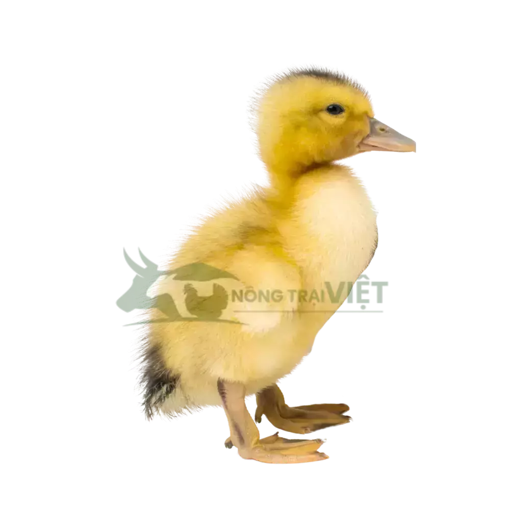 Vịt bầu cổ xanh