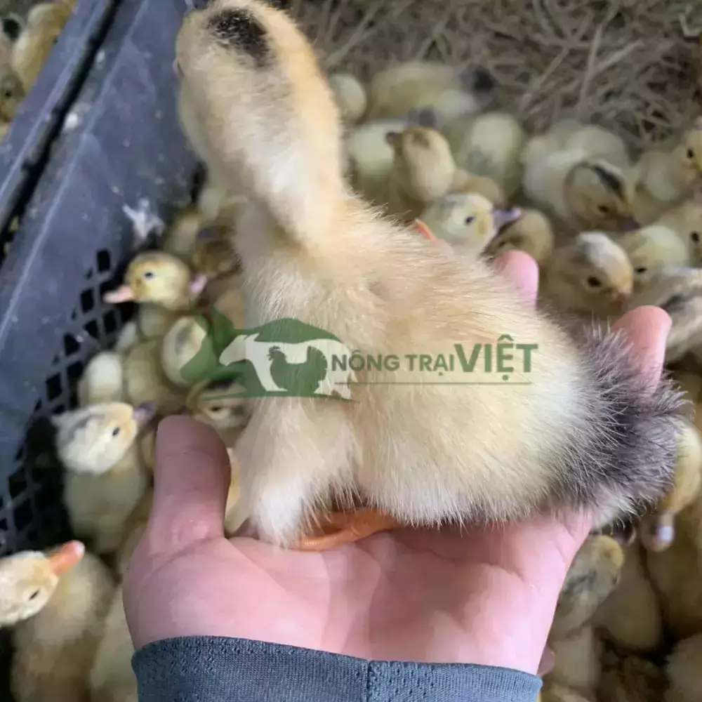 Vịt bầu cổ xanh