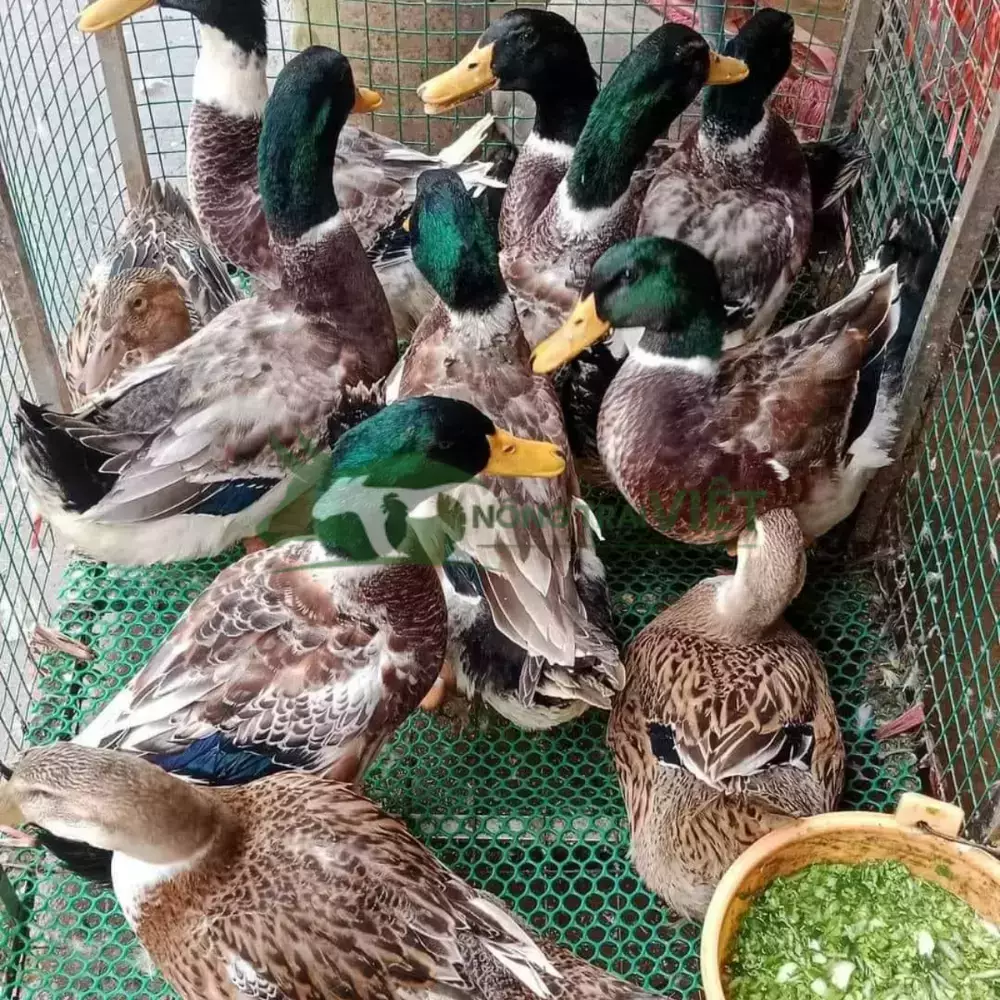 Vịt bầu cổ xanh