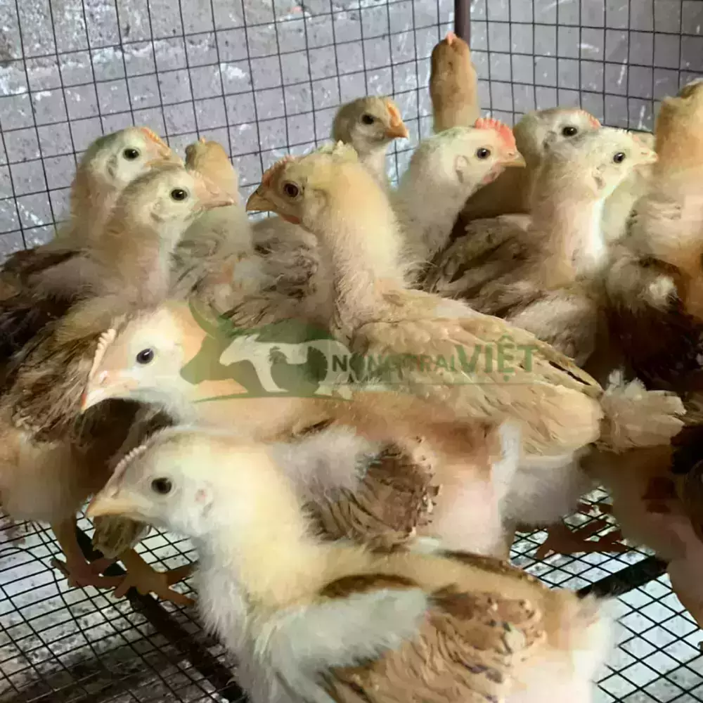 Gà tàu vàng giống