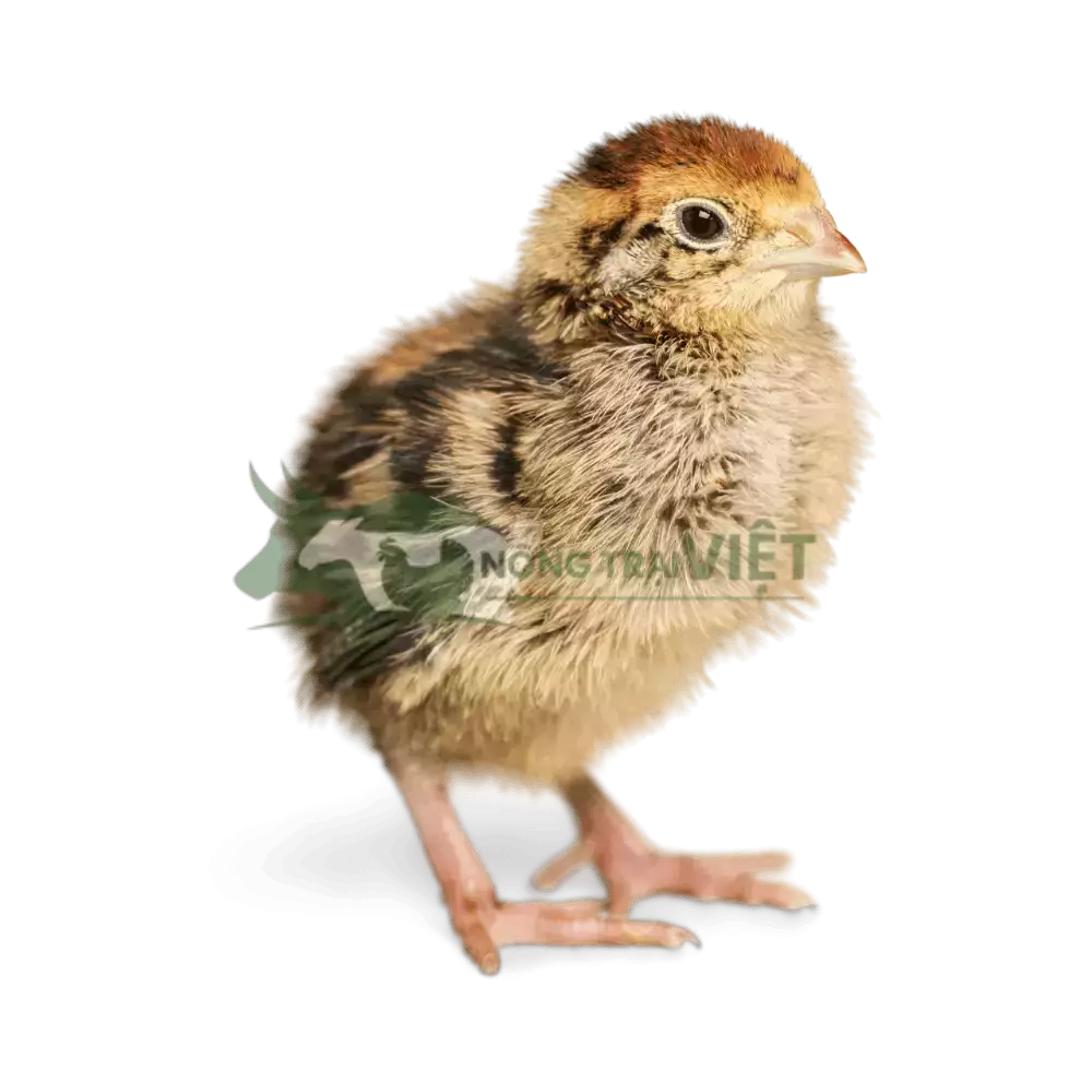 Gà Ai Cập Vằn giống