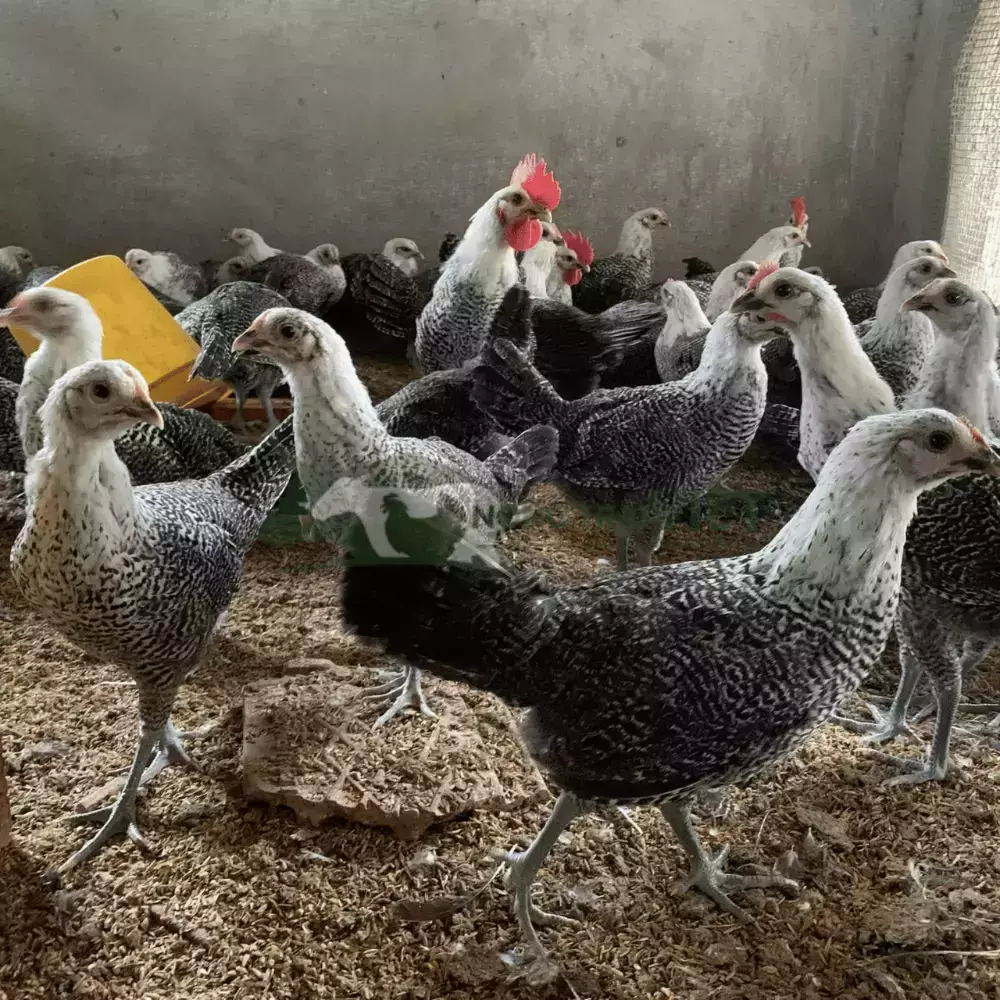 Gà Ai Cập Vằn giống