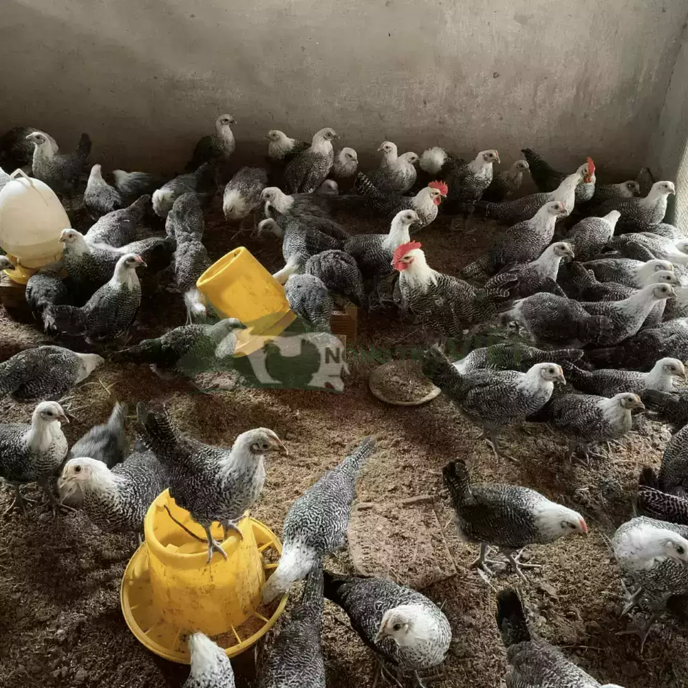 Gà Ai Cập Vằn giống