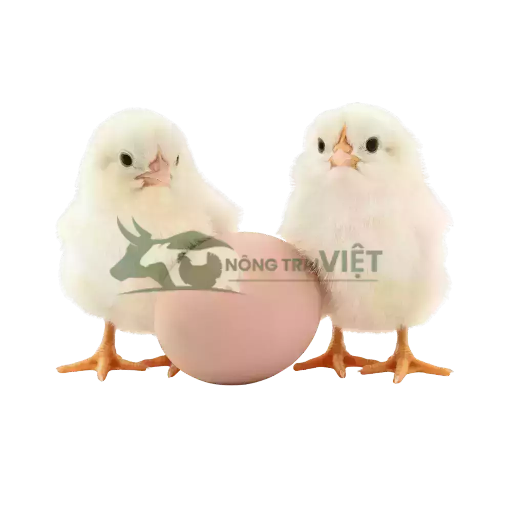 Gà Ai Cập trắng