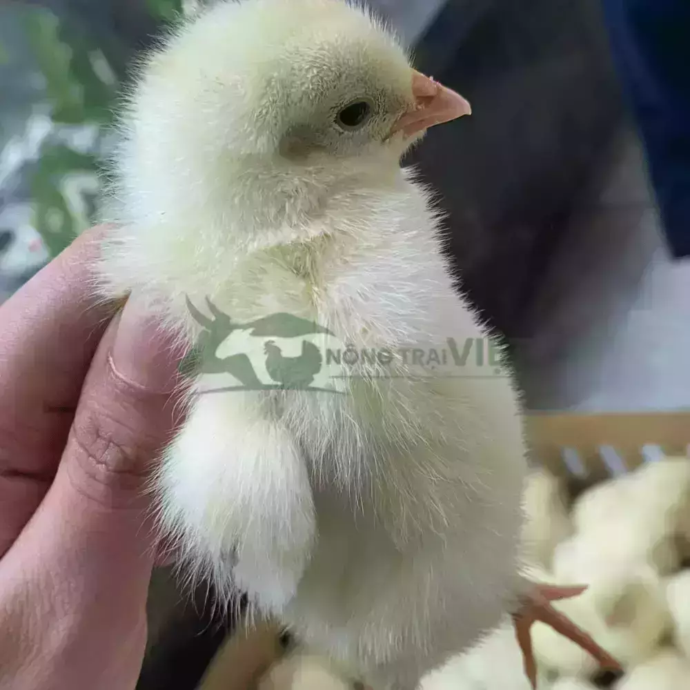 Gà Ai Cập trắng