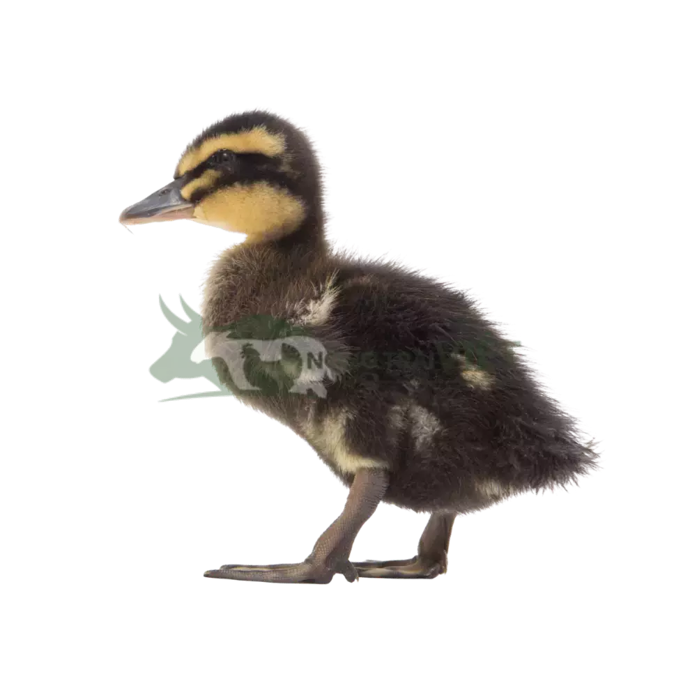 Vịt trời giống