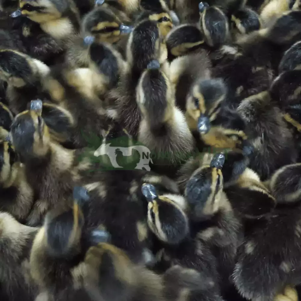 Vịt trời giống