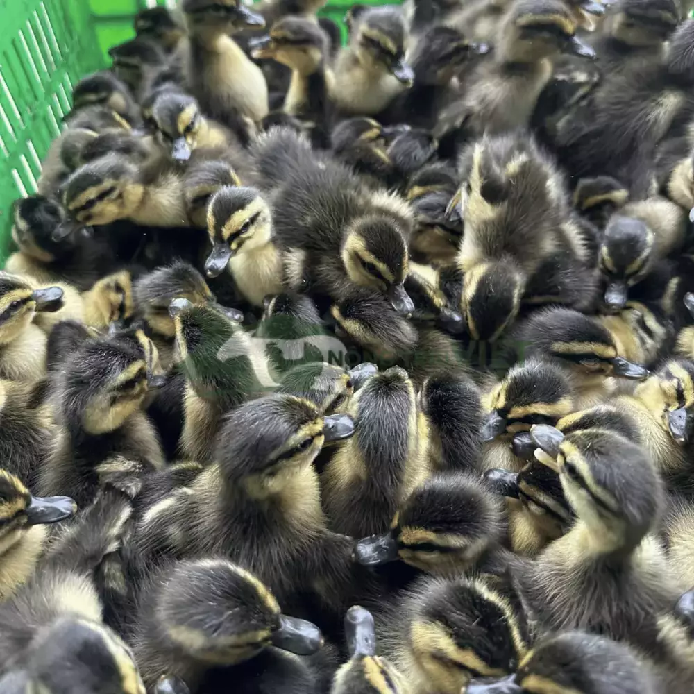 Vịt trời giống