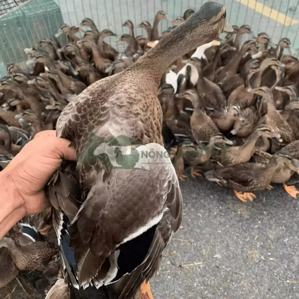 Vịt trời giống