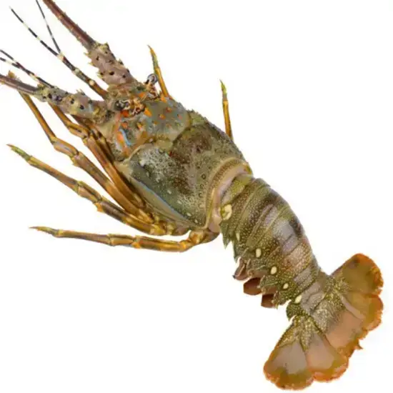 Tôm hùm tre 300-500 gr