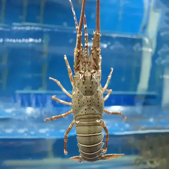 Tôm hùm tre 300-500 gr