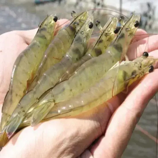 Tôm thẻ 25-30 con/kg