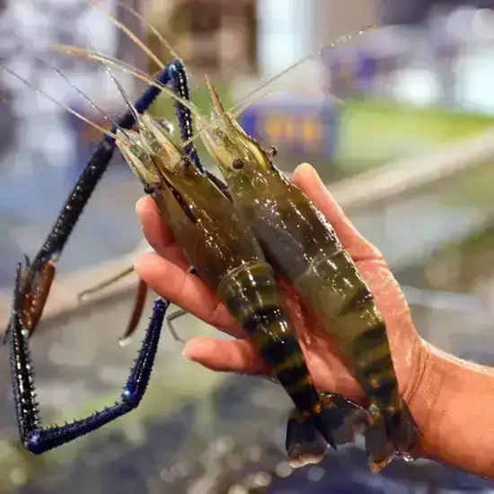 Tôm càng xanh 6-8 con/1kg