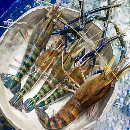 Tôm càng xanh 6-8 con/1kg