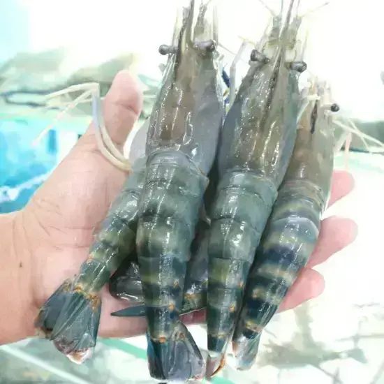 Tôm càng xanh 6-8 con/1kg