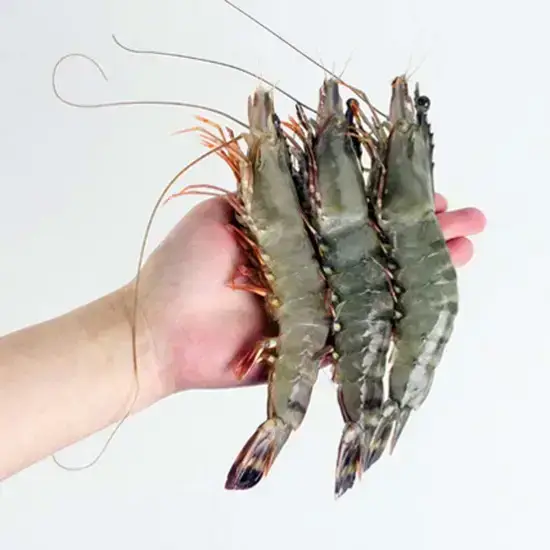 Tôm sú sống 50-60 con/kg