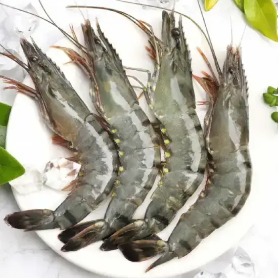 Tôm sú sống 50-60 con/kg