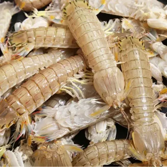 Tôm tít 8-10 con/kg