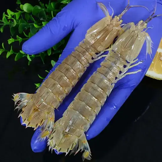 Tôm tít 8-10 con/kg