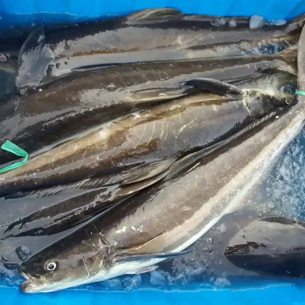 Cá Bớp Sống Size 3-4 Kg/Con
