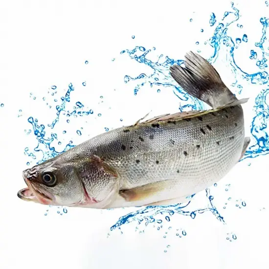 Cá Chẽm Tươi Sống Size 1-2 Kg/Con