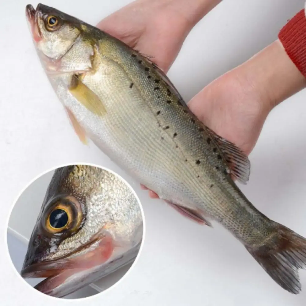 Cá Chẽm Tươi Sống Size 1-2 Kg/Con