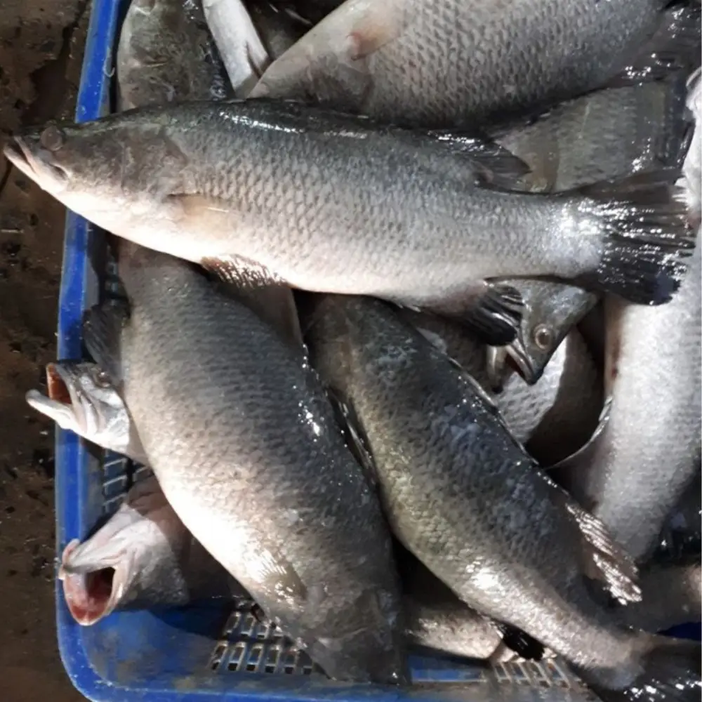 Cá Chẽm Tươi Sống Size 1-2 Kg/Con