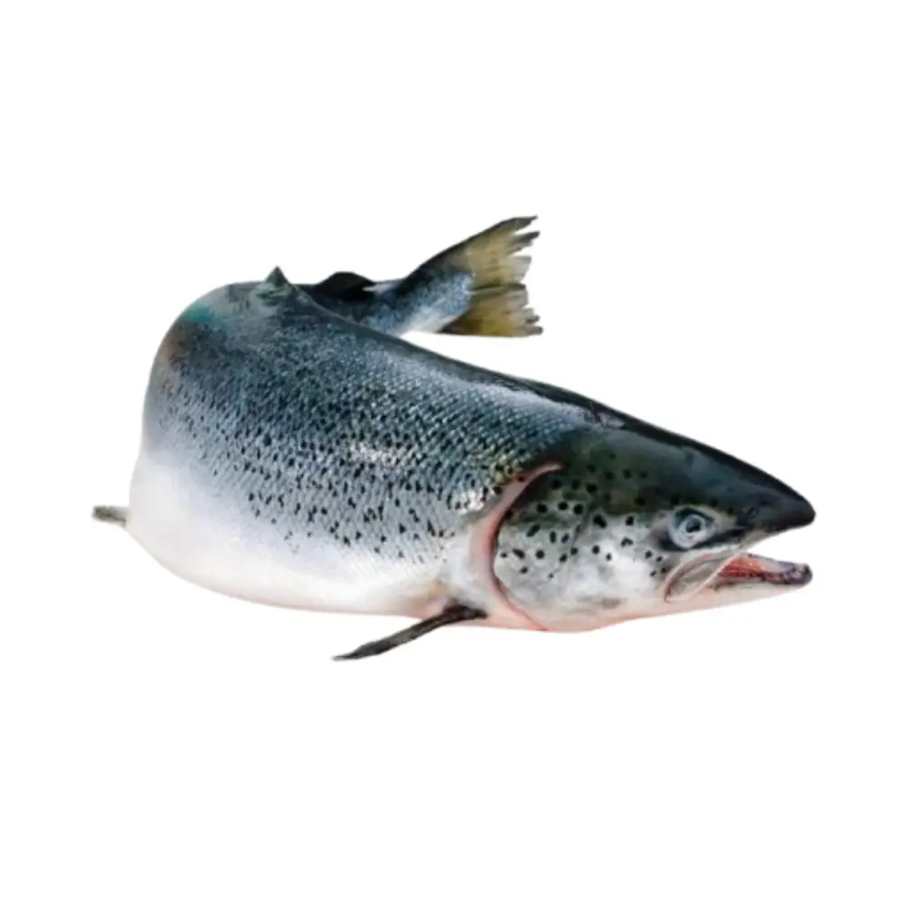 Cá Hồi Tươi Sống Nhập Khẩu