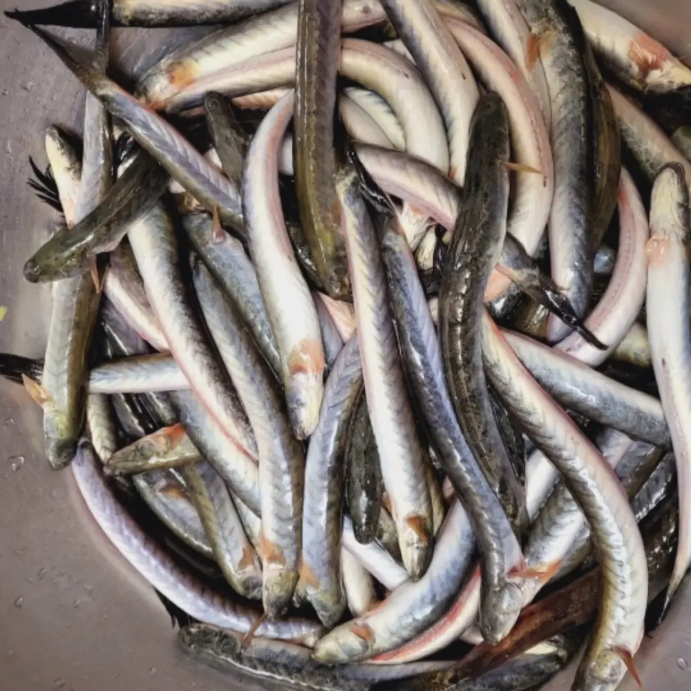 Cá Kèo Tươi Sống Loại 1 