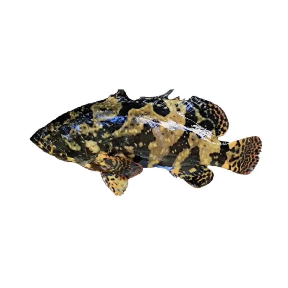 Cá Mú Đen Tươi Sống 