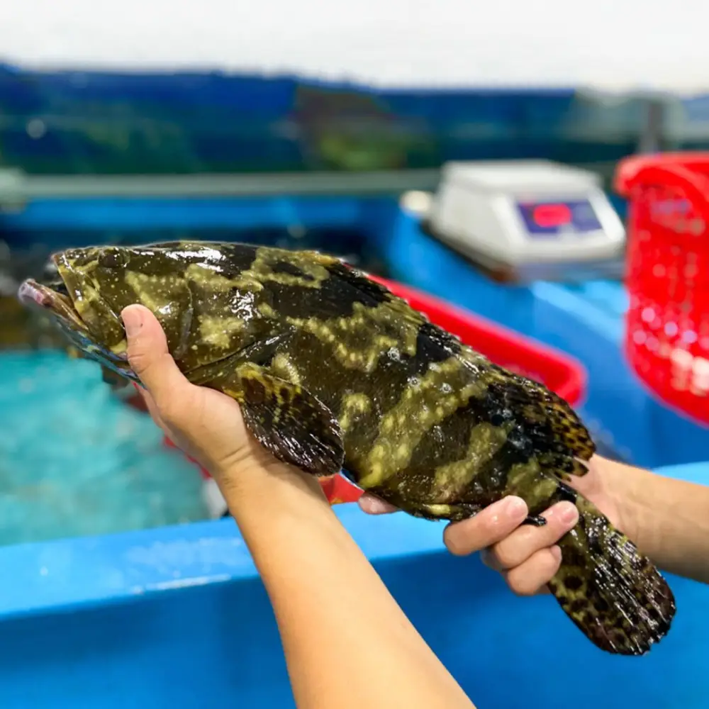 Cá Mú Đen Tươi Sống 