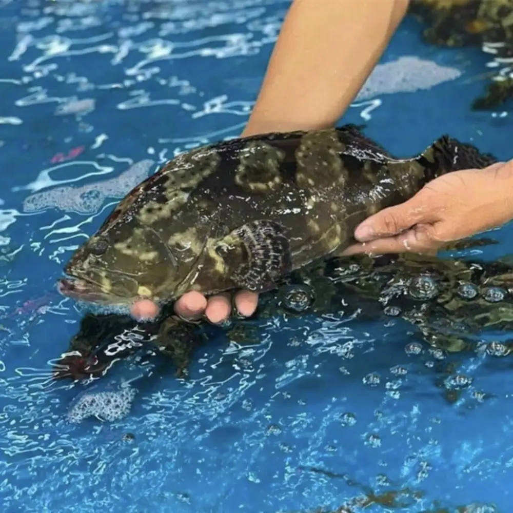 Cá Mú Đen Tươi Sống 