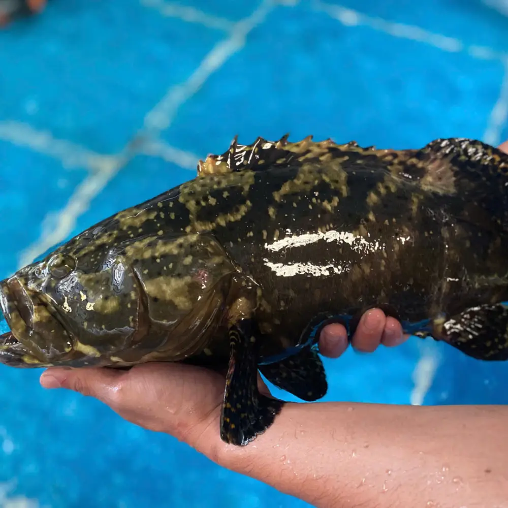 Cá Mú Đen Tươi Sống 