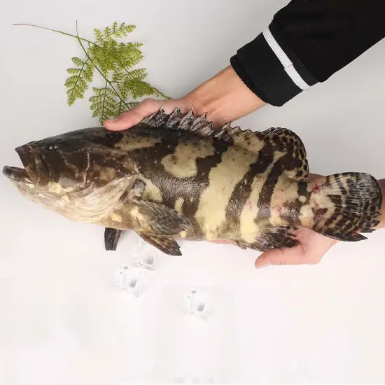 Cá Mú Đen Tươi Sống 