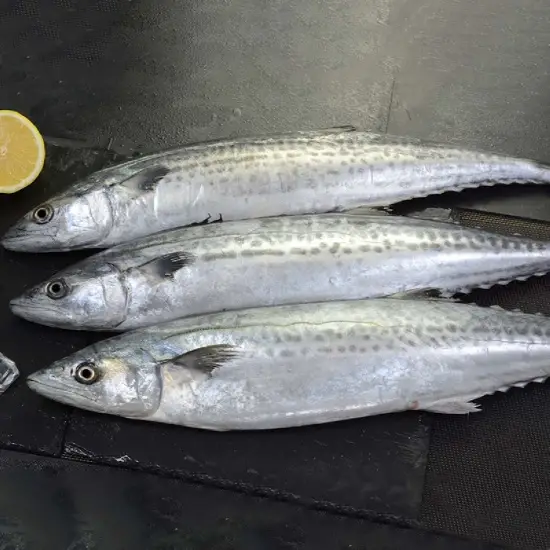 Cá Nục Tươi Sống