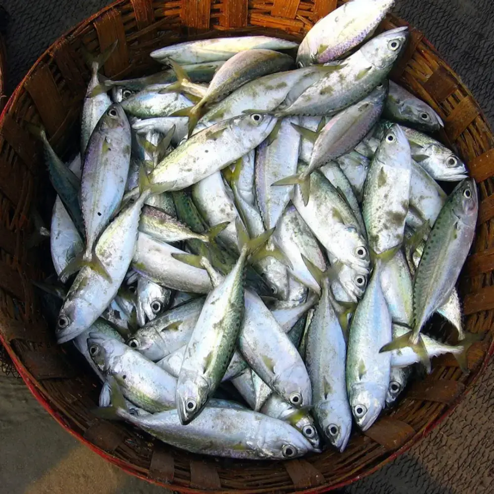 Cá Bạc Má Tươi Sống