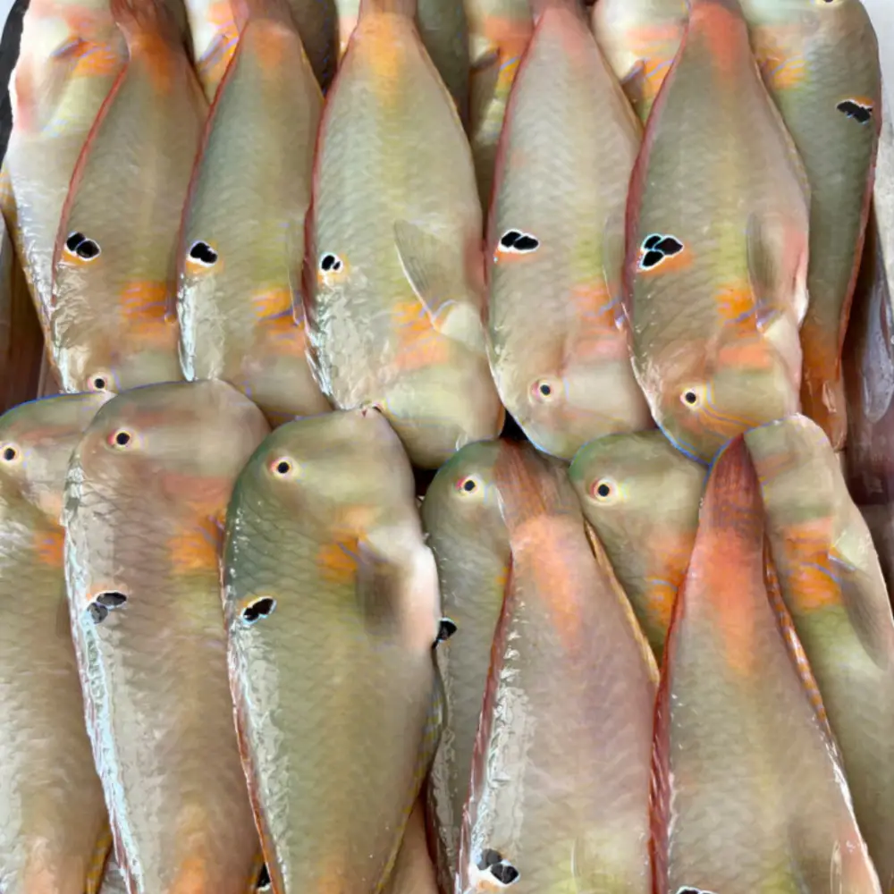 Cá Mó Tươi Làm Sạch