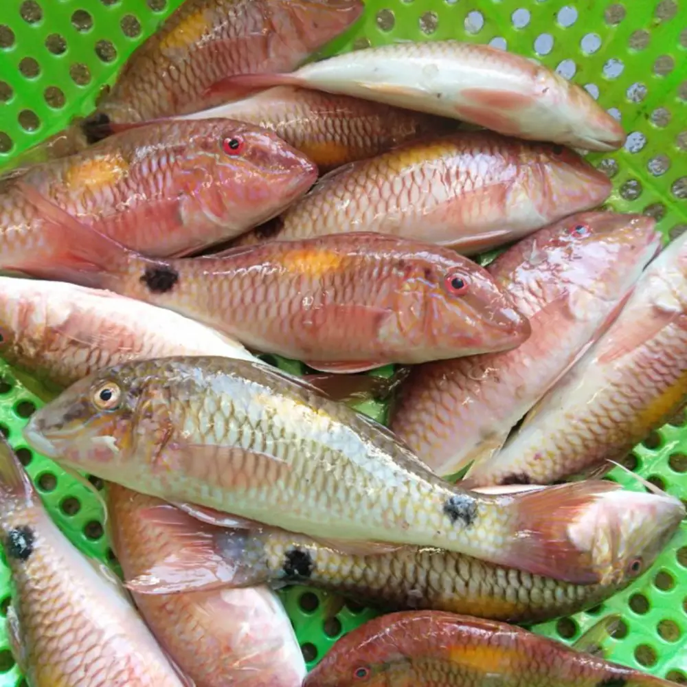 Cá Phèn Tươi Sống Size 5-6 Con/Kg