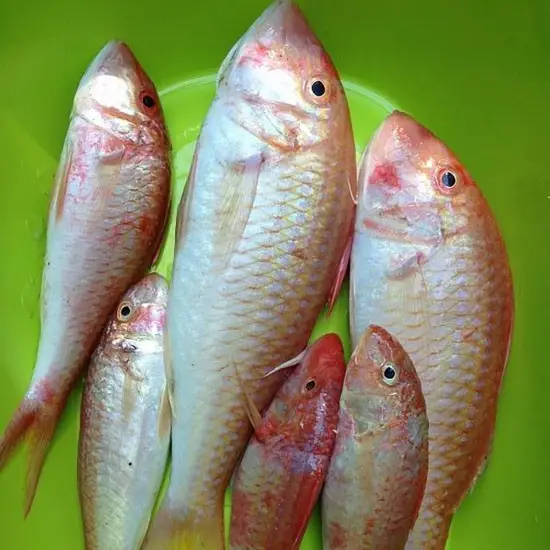 Cá Phèn Tươi Sống Size 5-6 Con/Kg