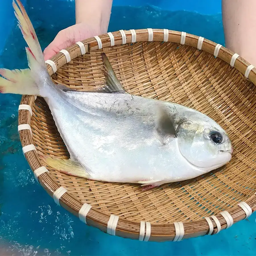 Cá Chim Tươi Sống