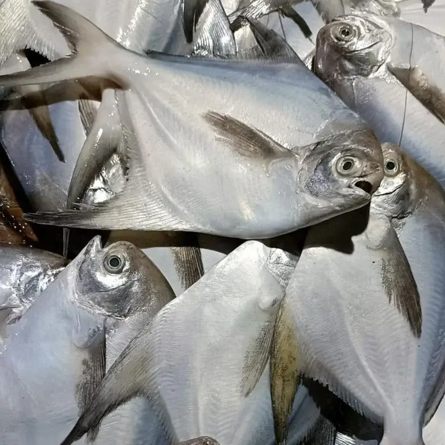 Cá Chim Tươi Sống